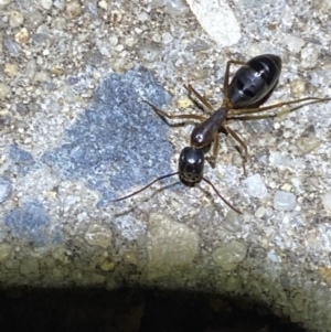 Camponotus claripes at Jerrabomberra, NSW - 19 Jan 2022