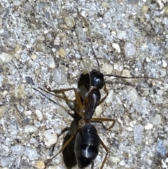 Camponotus claripes at Jerrabomberra, NSW - 19 Jan 2022