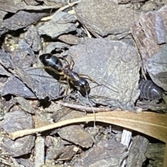 Camponotus claripes at Jerrabomberra, NSW - 19 Jan 2022