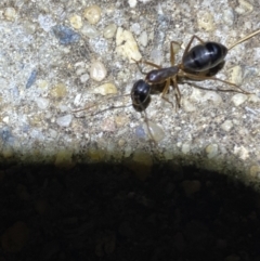 Camponotus claripes at Jerrabomberra, NSW - 19 Jan 2022