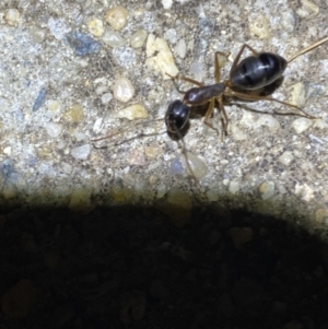 Camponotus claripes at Jerrabomberra, NSW - 19 Jan 2022