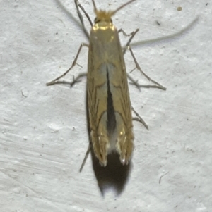 Phyllonorycter messaniella at suppressed - 19 Jan 2022