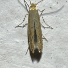 Unidentified Other moth (TBC) at Jerrabomberra, NSW - 19 Jan 2022 by Steve_Bok