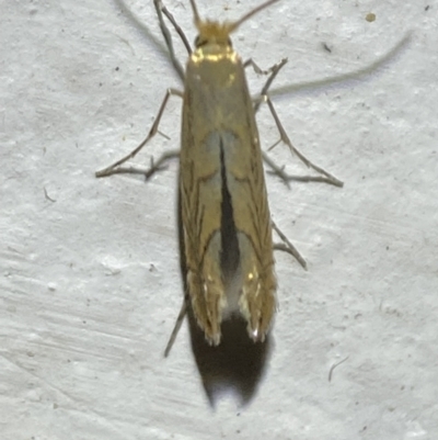 Unidentified Other moth at Jerrabomberra, NSW - 19 Jan 2022 by Steve_Bok