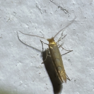 Phyllonorycter messaniella at suppressed - 19 Jan 2022