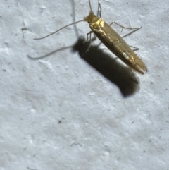 Phyllonorycter messaniella at suppressed - 19 Jan 2022