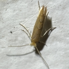 Phyllonorycter messaniella at suppressed - 19 Jan 2022