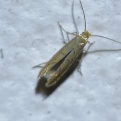 Phyllonorycter messaniella at suppressed - 19 Jan 2022