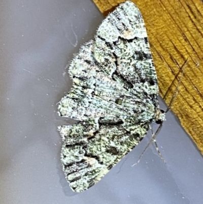 Aeolochroma metarhodata (Tea-tree Emerald) at Jerrabomberra, NSW - 19 Jan 2022 by Steve_Bok