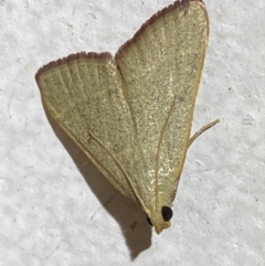Ocrasa albidalis (A Pyralid moth) at Jerrabomberra, NSW - 19 Jan 2022 by Steve_Bok