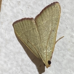 Ocrasa albidalis at Jerrabomberra, NSW - suppressed