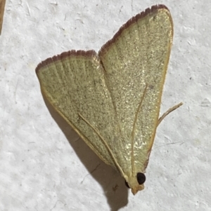 Ocrasa albidalis at Jerrabomberra, NSW - suppressed