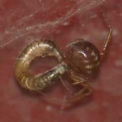 Theridiidae (family) (Comb-footed spider) at Jerrabomberra, NSW - 19 Jan 2022 by Tmac