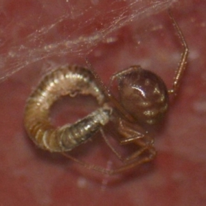 Theridiidae (family) at Jerrabomberra, NSW - 19 Jan 2022