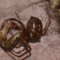 Theridiidae (family) at Jerrabomberra, NSW - 19 Jan 2022