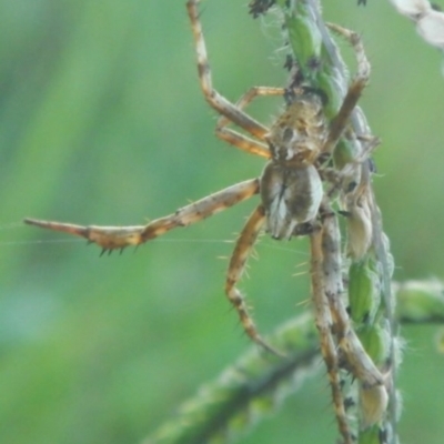 Backobourkia (genus) (An orb weaver) at Jerrabomberra, NSW - 16 Jan 2022 by Tmac