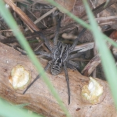 Tasmanicosa sp. (genus) (Unidentified Tasmanicosa wolf spider) at QPRC LGA - 5 Dec 2021 by TmacPictures