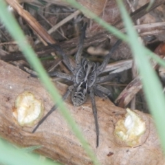 Tasmanicosa sp. (genus) (Tasmanicosa wolf spider) at Jerrabomberra, NSW - 5 Dec 2021 by Tmac