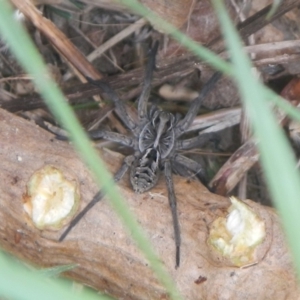 Tasmanicosa sp. (genus) at Jerrabomberra, NSW - suppressed