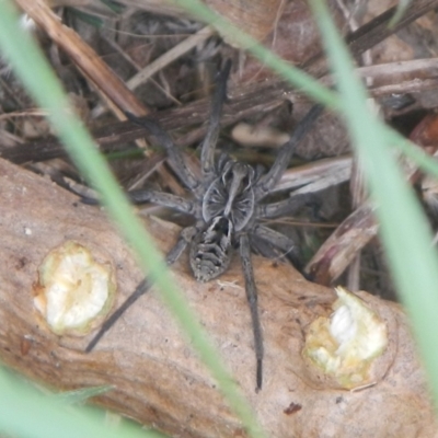 Tasmanicosa sp. (genus) (Unidentified Tasmanicosa wolf spider) at QPRC LGA - 5 Dec 2021 by TmacPictures
