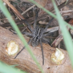 Tasmanicosa sp. (genus) at Jerrabomberra, NSW - 5 Dec 2021
