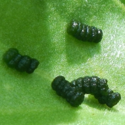 Lepidoptera unclassified IMMATURE (caterpillar or pupa or cocoon) at Jerrabomberra, NSW - 7 Jan 2022 by Tmac