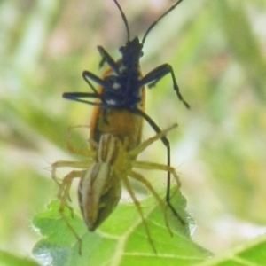 Oxyopes sp. (genus) at Jerrabomberra, NSW - suppressed