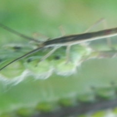 Miridae (family) (Unidentified plant bug) at Mount Jerrabomberra - 16 Jan 2022 by TmacPictures