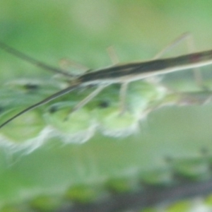 Miridae (family) at Jerrabomberra, NSW - 16 Jan 2022