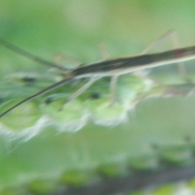 Miridae (family) (Unidentified plant bug) at Mount Jerrabomberra - 16 Jan 2022 by TmacPictures