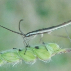 Miridae (family) at Jerrabomberra, NSW - 16 Jan 2022