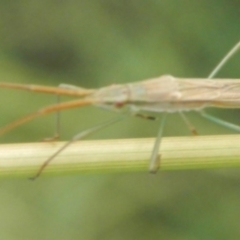 Mutusca brevicornis (A broad-headed bug) at Mount Jerrabomberra QP - 16 Jan 2022 by TmacPictures