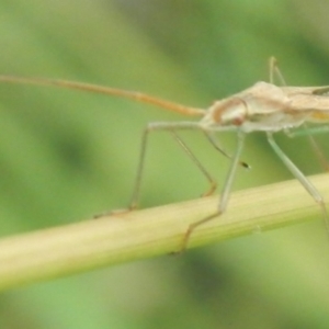 Mutusca brevicornis at Jerrabomberra, NSW - 16 Jan 2022