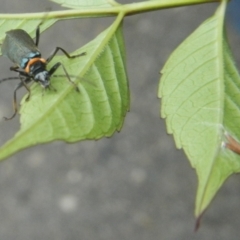 Chauliognathus lugubris (Plague Soldier Beetle) at QPRC LGA - 7 Jan 2022 by TmacPictures