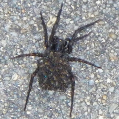 Lycosidae (family) (Unidentified wolf spider) at Mount Jerrabomberra QP - 25 Oct 2021 by Tmac