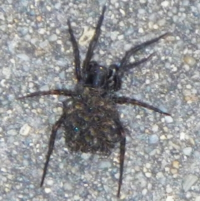 Lycosidae (family) (Wolf spider) at Jerrabomberra, NSW - 25 Oct 2021 by Tmac