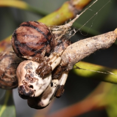 Celaenia excavata (Bird-dropping spider) at ANBG - 19 Jan 2022 by TimL