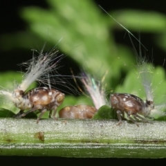 Scolypopa australis (Passionvine hopper, Fluffy bum) at Acton, ACT - 19 Jan 2022 by TimL