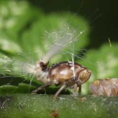 Scolypopa australis at Acton, ACT - 19 Jan 2022