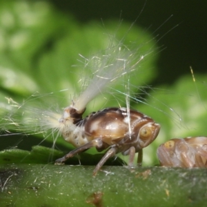 Scolypopa australis at Acton, ACT - 19 Jan 2022