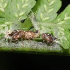 Scolypopa australis at Acton, ACT - 19 Jan 2022