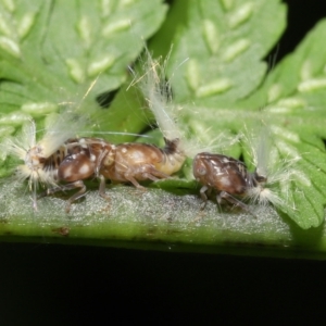 Scolypopa australis at Acton, ACT - 19 Jan 2022