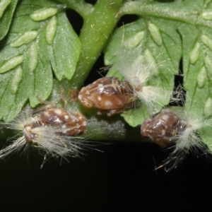 Scolypopa australis at Acton, ACT - 19 Jan 2022