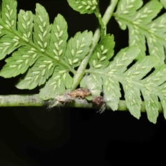 Scolypopa australis at Acton, ACT - 19 Jan 2022