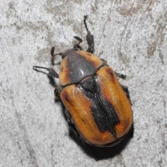 Chondropyga dorsalis at Acton, ACT - 19 Jan 2022