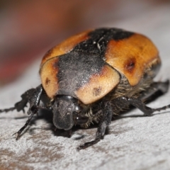 Chondropyga dorsalis at Acton, ACT - 19 Jan 2022