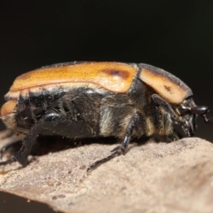 Chondropyga dorsalis at Acton, ACT - 19 Jan 2022