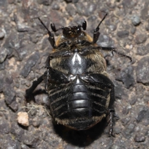 Chondropyga dorsalis at Acton, ACT - 19 Jan 2022