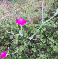 Silene coronaria (Rose Campion) at Booth, ACT - 18 Jan 2022 by natureguy