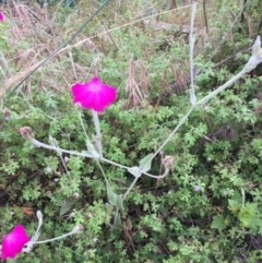 Silene coronaria (Rose Champion) at Booth, ACT - 17 Jan 2022 by natureguy